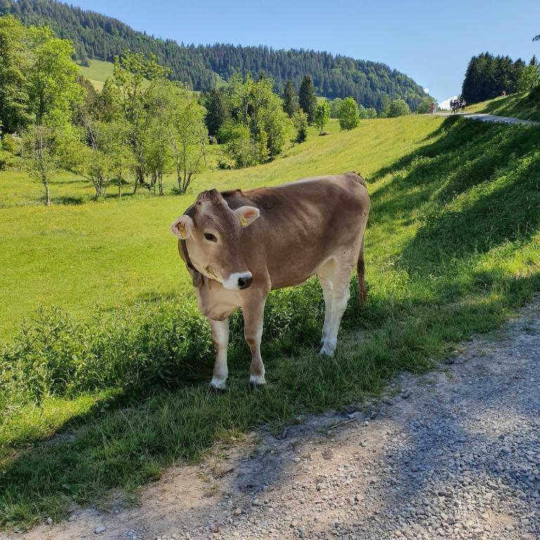 Ferienwohnung Allgaeuglueck Im Ferienpark Oberallgaeu Mit Hallenbad, Sauna, Wlan Missen-Wilhams Eksteriør billede